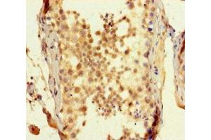 Immunohistochemistry of paraffin-embedded human testis tissue using ABIN7170512 at dilution of 1:100