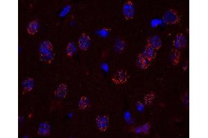anti-Golgin B1 (GOLGB1) (AA 1-427) antibody