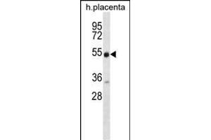NRG3 Antibody  (ABIN1881587 and ABIN2840660) western blot analysis in human placenta tissue lysates (35 μg/lane). (Neuregulin 3 Antikörper  (AA 688-717))