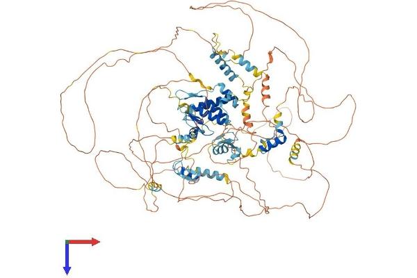 TSHZ1 Protein (AA 1-1077) (His tag)