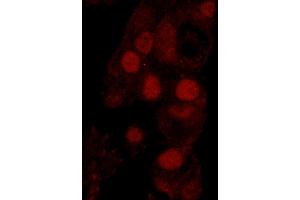 Immunofluorescence (IF) image for anti-Werner Helicase Interacting Protein 1 (WRNIP1) (AA 400-450) antibody (ABIN7449035) (WRNIP1 Antikörper  (AA 400-450))