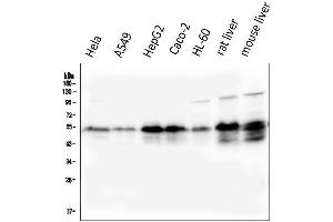 Western blot analysis of Retinoid X Receptor alpha/RXRA using anti-Retinoid X Receptor alpha/RXRA antibody (ABIN7600721).