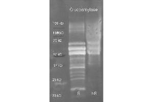 Goat anti Glucoamylase antibody ( lot 7844) was used to detect purified glucoamylase under reducing (R) and non-reducing (NR) conditions.