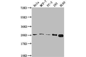 Western Blot Positive WB detected in: Hela whole cell lysate, MCF-7 whole cell lysate, PC-3 whole cell lysate, 293 whole cell lysate, HL60 whole cell lysate All lanes: RPL19 antibody at 1:2000 Secondary Goat polyclonal to rabbit IgG at 1/50000 dilution Predicted band size: 24 kDa Observed band size: 28 kDa (RPL19 Antikörper  (AA 79-196))