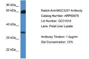 Western Blotting (WB) image for anti-Methylthioribose-1-Phosphate Isomerase 1 (Mri1) (N-Term) antibody (ABIN2788459) (MRI1 Antikörper  (N-Term))