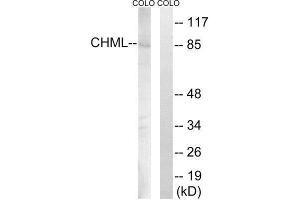 Western Blotting (WB) image for anti-Choroideremia-Like (Rab Escort Protein 2) (CHML) (Internal Region) antibody (ABIN1851922)
