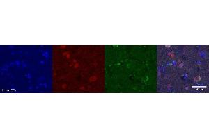 Immunohistochemistry (IHC) image for anti-Neuromedin U (NMU) antibody (ABIN7456027) (Neuromedin U Antikörper)