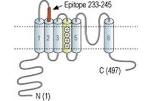 Representative domain view of the target of ABIN7043496.