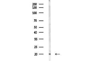 Western blot analysis of lysates from Mouse liver, using ACYP2 Antibody at 1/1000 dilution.