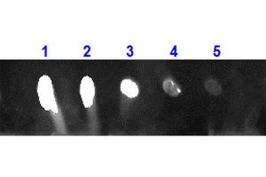Dot Blot for Rabbit Anti-MONKEY IgG 680 Conjugation Dot Blot for Rabbit Anti-MONKEY IgG 680 Conjugation. (Kaninchen anti-Affe IgG Antikörper (DyLight 680) - Preadsorbed)