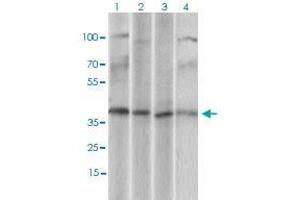 Western blot analysis of Lane 1: U937 cell lysate; Lane 2: Hela cell lysate; Lane 3: HepG2 cell lysate; Lane 4: Jurkat cell lysate with CD68 monoclonal antibody, clone 3F7D3  at 1:500-1:2000 dilution. (CD68 Antikörper  (AA 42-155))