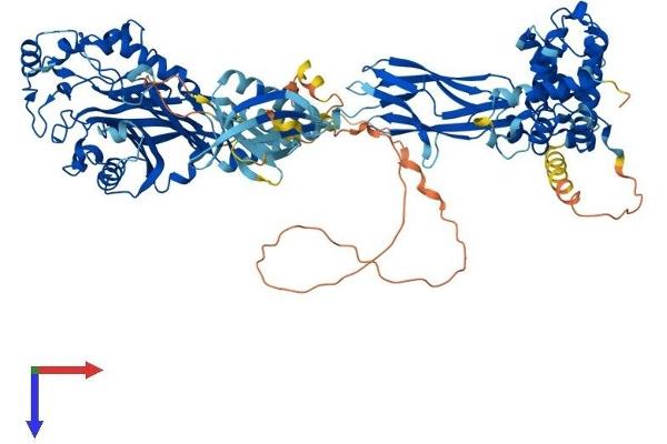 OCRL Protein (AA 1-901) (His tag)