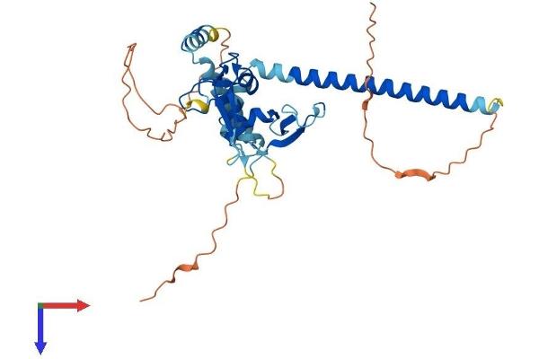 PHF11 Protein (AA 1-337) (His tag)