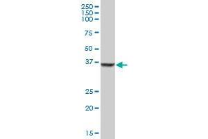SDSL MaxPab polyclonal antibody. (SDSL Antikörper  (AA 1-329))