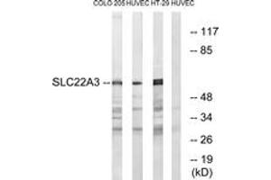 Western blot analysis of extracts from HuvEc/COLO/HT-29 cells, using SLC22A3 Antibody. (SLC22A3 Antikörper  (AA 275-324))