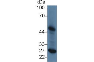 Western Blot; Sample: Canine Liver lysate; Primary Ab: 2µg/ml Rabbit Anti-Canine LpPLA2 Antibody Second Ab: 0. (PLA2G7 Antikörper  (AA 22-444))