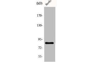 Western Blot analysis of HuvEc cells using ALS2CR8 Polyclonal Antibody (CDKN2AIP Antikörper  (Internal Region))