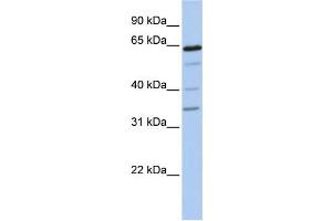Western Blotting (WB) image for anti-UDP-N-Acetyl-alpha-D-Galactosamine:polypeptide N-Acetylgalactosaminyltransferase-Like 1 (GALNTL1) antibody (ABIN2459301) (GALNTL1 Antikörper)