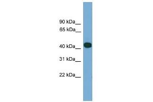 Western Blot showing SERPINI2 antibody used at a concentration of 1. (SERPINI2 Antikörper  (Middle Region))
