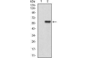Western blot analysis using HPRT1 mAb against HEK293 (1) and HPRT1 (AA: FULL(1-218))-hIgGFc transfected HEK293 (2) cell lysate. (HPRT1 Antikörper  (full length))