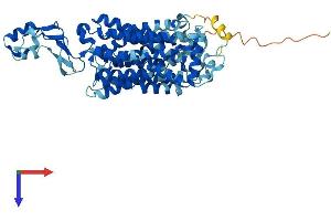SLC22A5 Protein (AA 1-557) (His tag)