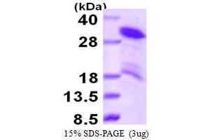SDS-PAGE (SDS) image for Hepatoma-Derived Growth Factor-Related Protein 3 (HDGFRP3) (AA 1-203) protein (His tag) (ABIN667650)