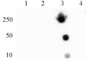 Histone H4 trimethyl Lys20 mAb (Clone 6F8-D9) tested by dot blot analysis.