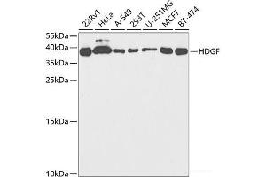 Western blot analysis of extracts of various cell lines using HDGF Polyclonal Antibody at dilution of 1:1000. (HDGF Antikörper)