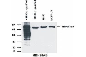 Western blotting analysis of Hsp90 alpha and beta protein by antibody MBH90AB to both Hsp90 isoform. (HSP90 alpha/beta Antikörper  (N-Term))