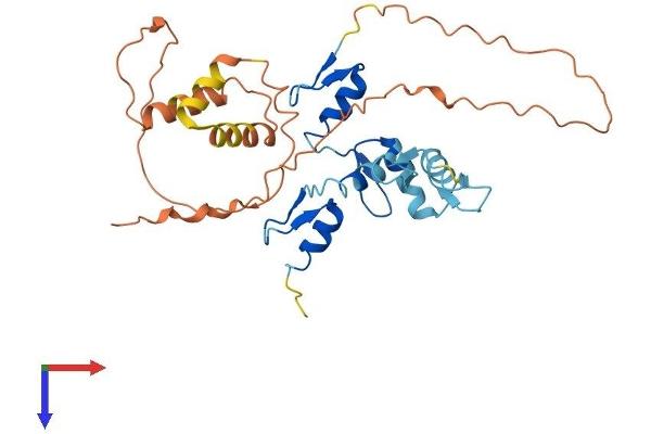 OSR2 Protein (AA 1-312) (His tag)