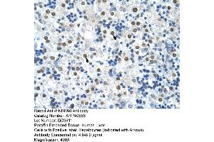 Immunohistochemistry (IHC) image for anti-Heterogeneous Nuclear Ribonucleoprotein A0 (HNRNPA0) (Middle Region) antibody (ABIN2779011)