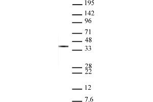 Histone H1 antibody tested by Western Blot. (Histone H1 Antikörper  (AA 109-256))