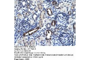 Human kidney (TSFM Antikörper  (N-Term))
