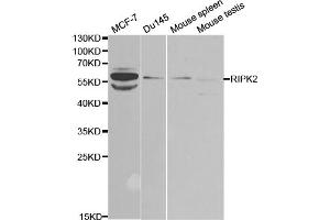 Western blot analysis of extracts of various cell lines, using RIPK2 antibody (ABIN5971333) at 1/1000 dilution. (RIPK2 Antikörper)