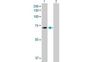 Western Blot analysis of TXNDC3 expression in transfected 293T cell line by TXNDC3 MaxPab polyclonal antibody. (TXNDC3/NME8 Antikörper  (AA 1-588))