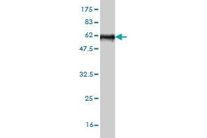 Stanniocalcin 2 Antikörper  (AA 1-302)