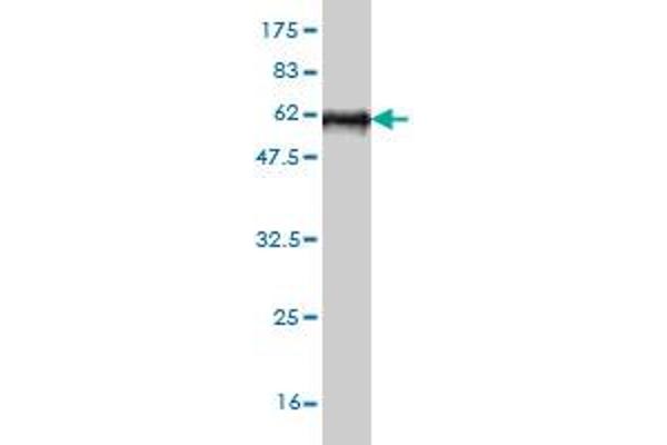 Stanniocalcin 2 Antikörper  (AA 1-302)