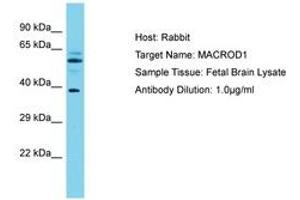 Image no. 1 for anti-MACRO Domain Containing 1 (MACROD1) (AA 83-132) antibody (ABIN6750601)
