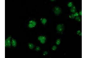Anti-GPHN mouse monoclonal antibody (ABIN2454074) immunofluorescent staining of COS7 cells transiently transfected by pCMV6-ENTRY GPHN (RC205986). (Gephyrin Antikörper)