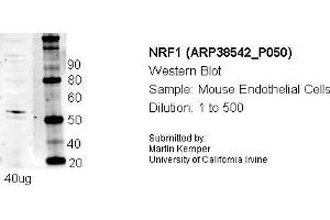 Western Blotting (WB) image for anti-Nuclear Respiratory Factor 1 (NRF1) (N-Term) antibody (ABIN501698) (NRF1 Antikörper  (N-Term))