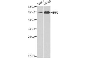 Western blot analysis of extracts of various cell lines, using IRF3 antibody (ABIN4904080) at 1:1000 dilution. (IRF3 Antikörper)