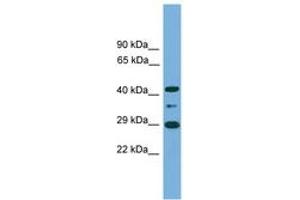 Image no. 1 for anti-Enolase-Phosphatase 1 (ENOPH1) (C-Term) antibody (ABIN6745157) (MASA Antikörper  (C-Term))