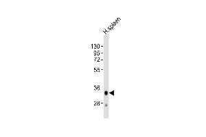 HLA-DQA1 Antikörper  (C-Term)
