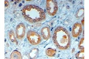 (ABIN185307) (4 μg/mL) staining of paraffin embedded Human Kidney.