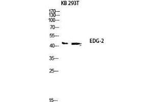 Western Blot (WB) analysis of KB 293T lysis using EDG-2 antibody. (BUD31 Antikörper  (N-Term))