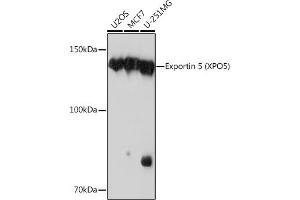 Western blot analysis of extracts of various cell lines, using Exportin 5 (XPO5) (XPO5) Rabbit mAb (ABIN1682763, ABIN3018126, ABIN3018127 and ABIN7101577) at 1:1000 dilution.