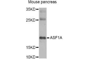 Western blot analysis of extracts of mouse pancreas, using ASF1A Antibody (ABIN2561240) at 1:1000 dilution.