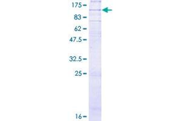 F4/80 Protein (AA 1-821) (GST tag)