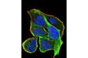 Immunofluorescence analysis of Hela cells using RND3 mouse mAb (green).