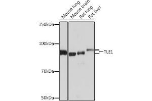 Western blot analysis of extracts of various cell lines, using TLE1 Rabbit mAb (ABIN7270903) at 1:1000 dilution. (TLE1 Antikörper)